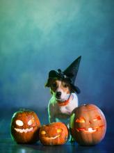 Halloween puppy